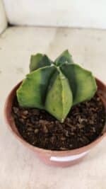 ASTROPHYTUM MYRIOSTIGMA "Variegata" Nº 1086 – vaso 11 - Imagem 6