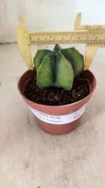 ASTROPHYTUM MYRIOSTIGMA "Variegata" Nº 1086 – vaso 11 - Imagem 4