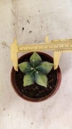 ASTROPHYTUM MYRIOSTIGMA "Variegata" Nº 1086 – vaso 11 - Imagem 5
