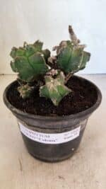 MATRIZ ASTROPHYTUM cv KIKKO "COLÔNIA"  Nº 1068 – vaso 15 - Imagem 2