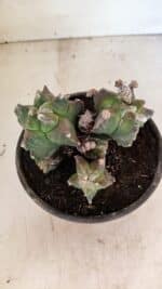 MATRIZ ASTROPHYTUM cv KIKKO "COLÔNIA"  Nº 1068 – vaso 15 - Imagem 10