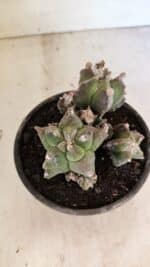 MATRIZ ASTROPHYTUM cv KIKKO "COLÔNIA"  Nº 1068 – vaso 15 - Imagem 3