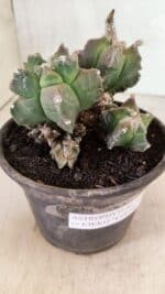 MATRIZ ASTROPHYTUM cv KIKKO "COLÔNIA"  Nº 1068 – vaso 15 - Imagem 9