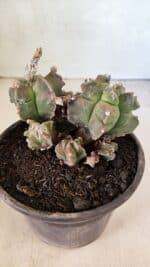 MATRIZ ASTROPHYTUM cv KIKKO "COLÔNIA"  Nº 1068 – vaso 15 - Imagem 8