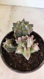 MATRIZ ASTROPHYTUM cv KIKKO "COLÔNIA"  Nº 1068 – vaso 15 - Imagem 7