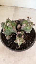 MATRIZ ASTROPHYTUM cv KIKKO "COLÔNIA"  Nº 1068 – vaso 15 - Imagem 6