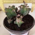 MATRIZ ASTROPHYTUM cv KIKKO "COLÔNIA"  Nº 1068 – vaso 15