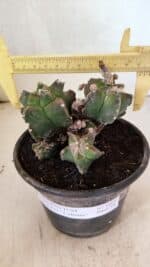 MATRIZ ASTROPHYTUM cv KIKKO "COLÔNIA"  Nº 1068 – vaso 15