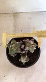 MATRIZ ASTROPHYTUM cv KIKKO "COLÔNIA"  Nº 1068 – vaso 15 - Imagem 5