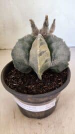 MATRIZ ASTROPHYTUM MYRIOSTIGMA Nº 1082 – vaso 15 - Imagem 2