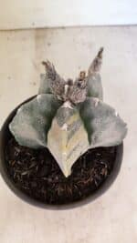 MATRIZ ASTROPHYTUM MYRIOSTIGMA Nº 1082 – vaso 15 - Imagem 6
