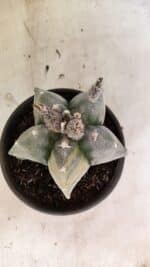 MATRIZ ASTROPHYTUM MYRIOSTIGMA Nº 1082 – vaso 15 - Imagem 3