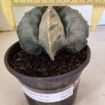 MATRIZ ASTROPHYTUM MYRIOSTIGMA  Nº 1082 – vaso 15
