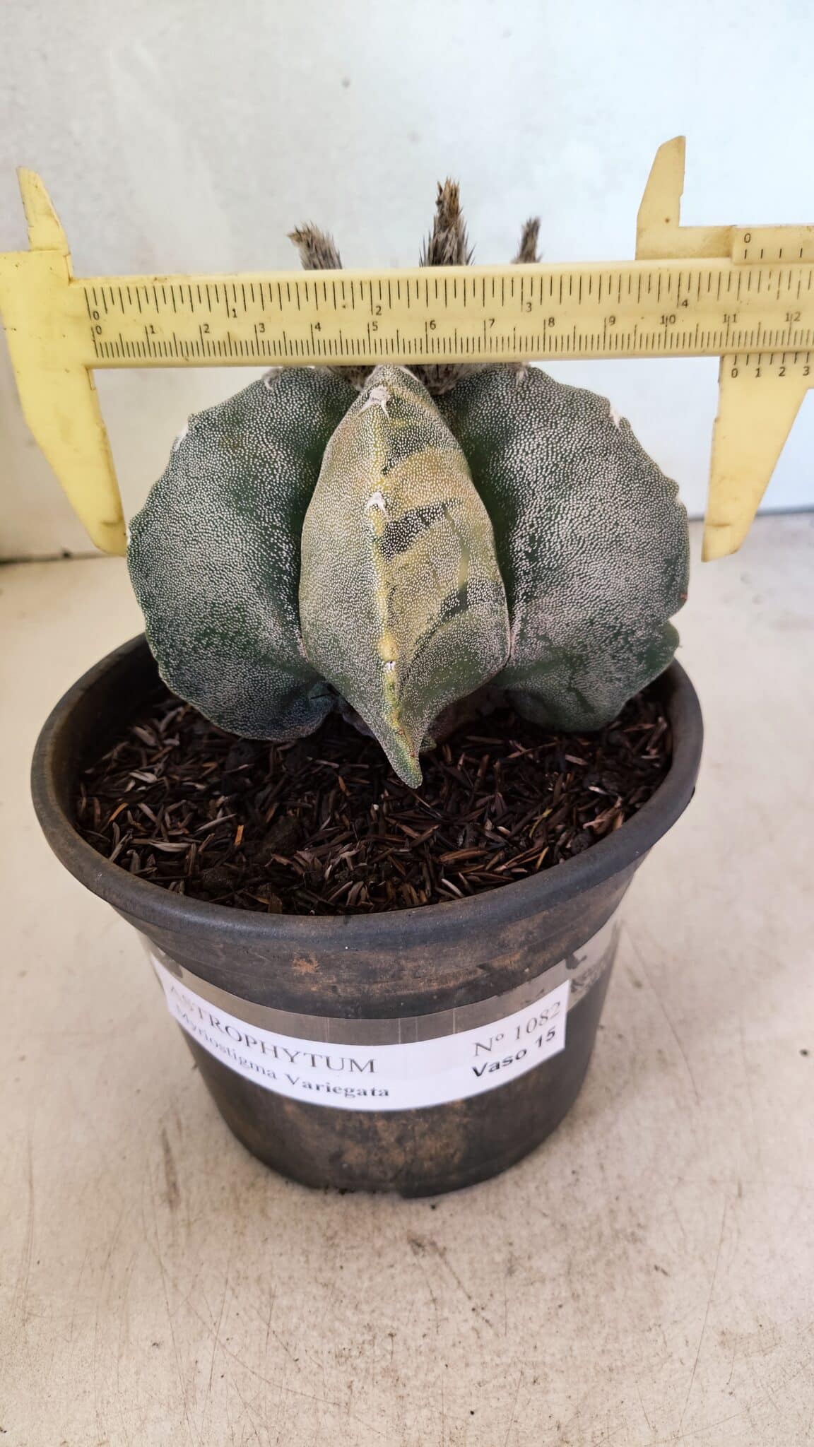 IMG_20251120_090806 MATRIZ ASTROPHYTUM MYRIOSTIGMA Nº 1082 – vaso 15 - Imagem 1