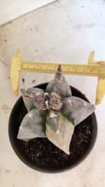 MATRIZ ASTROPHYTUM MYRIOSTIGMA Nº 1082 – vaso 15 - Imagem 5