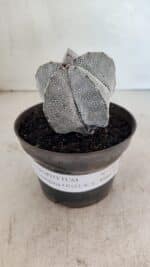 ASTROPHYTUM MYRIOSTIGMA Onzuka  Nº 731 – vaso 11 - Imagem 2