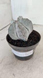 ASTROPHYTUM MYRIOSTIGMA Onzuka  Nº 731 – vaso 11 - Imagem 7