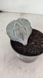 ASTROPHYTUM MYRIOSTIGMA Onzuka  Nº 731 – vaso 11 - Imagem 6