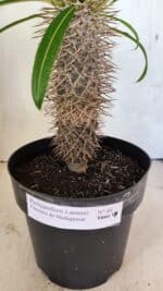 Pachypodium Lamerei "Palmeira de Madagascar" - Nº 40 - Imagem 2