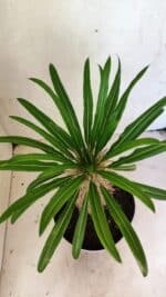 Pachypodium Lamerei "Palmeira de Madagascar" - Nº 40 - Imagem 3