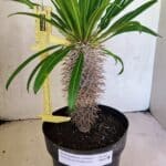 Pachypodium Lamerei "Palmeira de Madagascar" - Nº 40