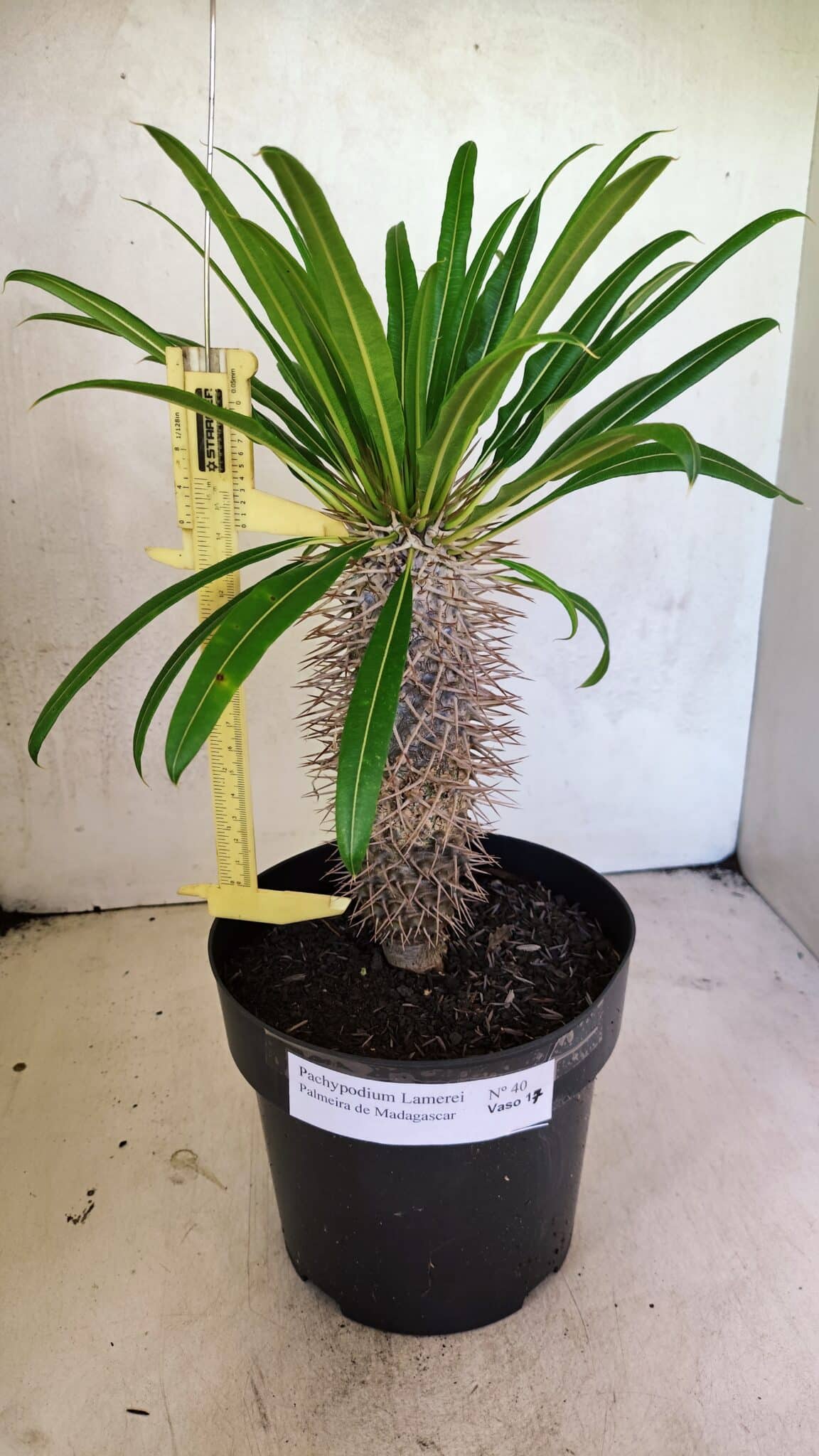 IMG_20251120_101820 Pachypodium Lamerei "Palmeira de Madagascar" - Nº 40 - Imagem 1