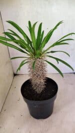 Pachypodium Lamerei "Palmeira de Madagascar" - Nº 40 - Imagem 5
