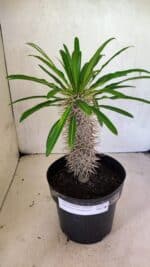 Pachypodium Lamerei "Palmeira de Madagascar" - Nº 41 - Imagem 2