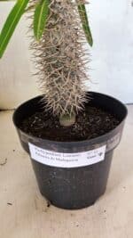 Pachypodium Lamerei "Palmeira de Madagascar" - Nº 41 - Imagem 5