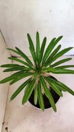 Pachypodium Lamerei "Palmeira de Madagascar" - Nº 41 - Imagem 3