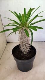 Pachypodium Lamerei "Palmeira de Madagascar" - Nº 41 - Imagem 7