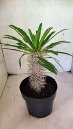 Pachypodium Lamerei "Palmeira de Madagascar" - Nº 41 - Imagem 6