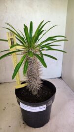 Pachypodium Lamerei "Palmeira de Madagascar" - Nº 41
