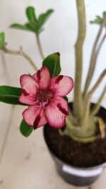 Planta Simples 3356 – 45cm – 04 anos - Imagem 4