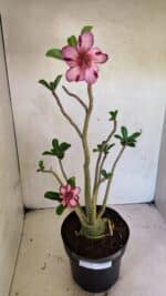 Planta Simples 3356 – 45cm – 04 anos - Imagem 2