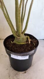 Planta Simples 3356 – 45cm – 04 anos - Imagem 7