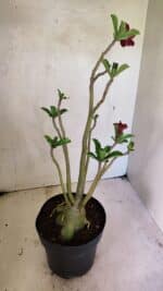 Planta Simples 3356 – 45cm – 04 anos - Imagem 6