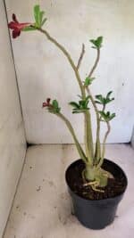 Planta Simples 3356 – 45cm – 04 anos - Imagem 5