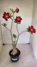 Planta Simples 3357 – 35cm – 03 anos