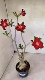 Planta Simples 3357 – 35cm – 03 anos - Imagem 5