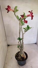 Planta Simples 3357 – 35cm – 03 anos - Imagem 7