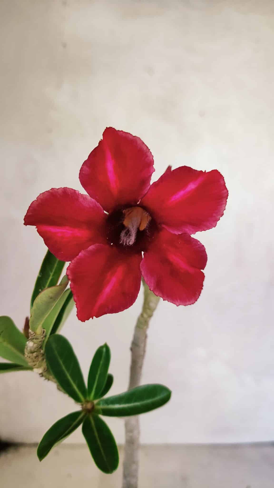 IMG_20251120_113813 Planta Simples 3358 – 30cm – 02 anos - Imagem 1