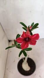 Planta Simples 3358 – 30cm – 02 anos - Imagem 5