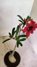 Planta Simples 3358 – 30cm – 02 anos - Imagem 4