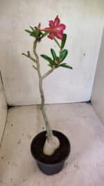 Planta Simples 3358 – 30cm – 02 anos - Imagem 7