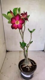 Planta Simples 3359 – 35cm – 03 anos