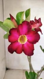 Planta Simples 3359 – 35cm – 03 anos - Imagem 3