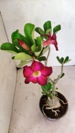 Planta Simples 3359 – 35cm – 03 anos - Imagem 4