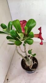 Planta Simples 3359 – 35cm – 03 anos - Imagem 6