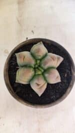 ASTROPHYTUM cv KIKKO Nº 1078  "Variegata - Multicostatum " - vaso 15 - Imagem 3